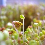 Success at the 2018 Organic Seed Grower’s Conference Image